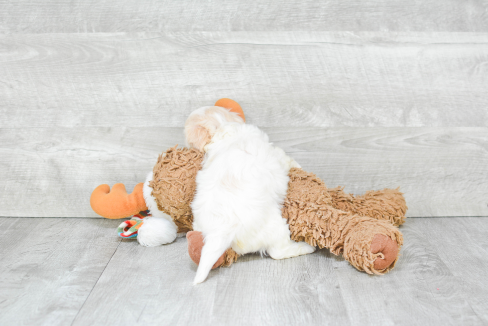 Cavachon Pup Being Cute