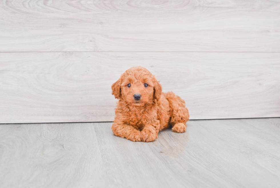 Mini Goldendoodle Puppy for Adoption