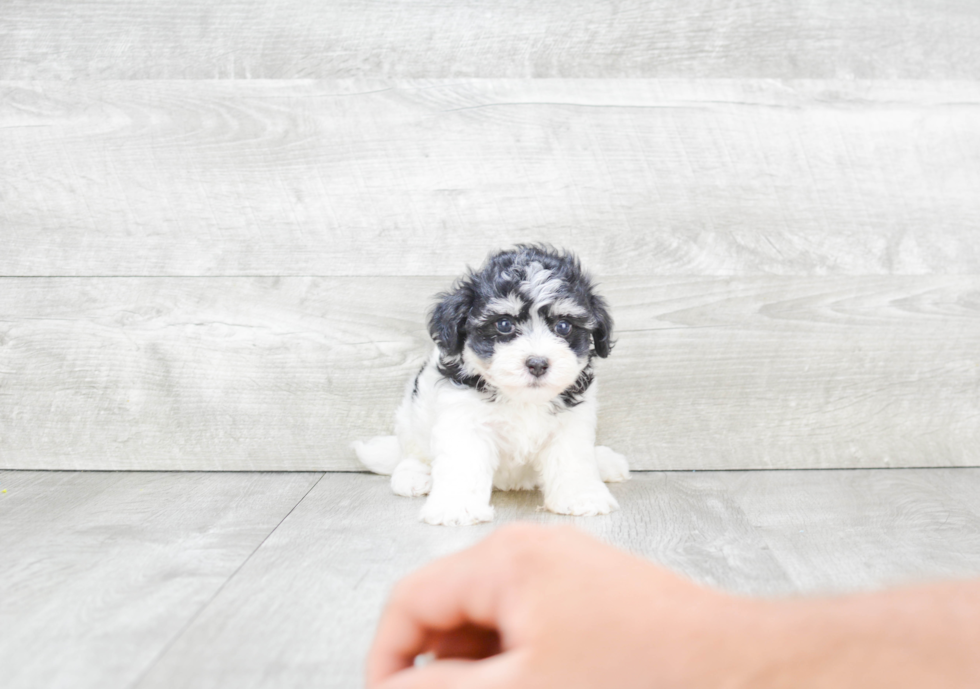 Fluffy Havanese Purebred Puppy