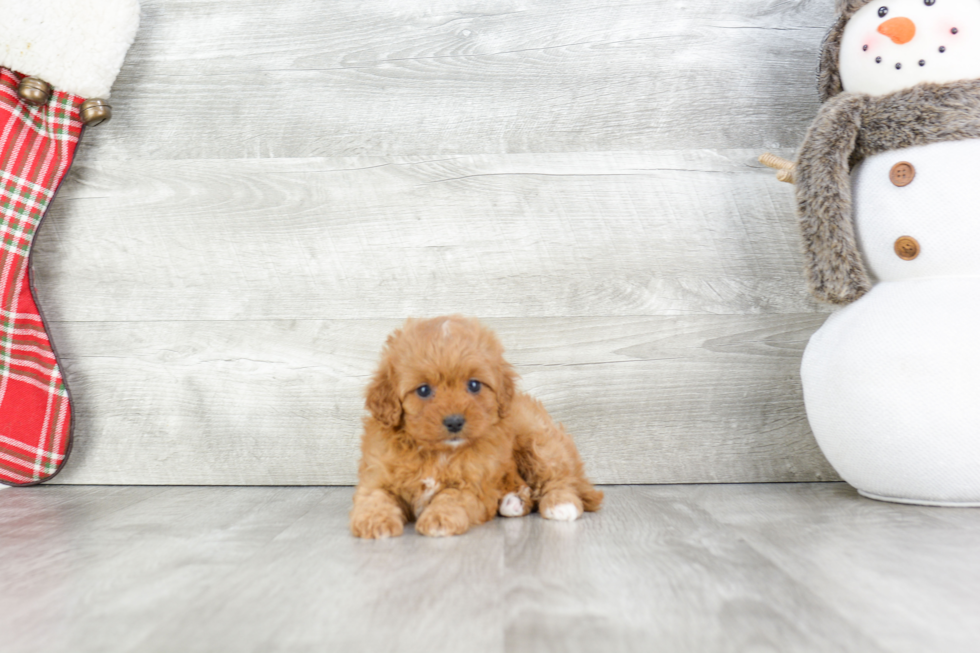 Cavapoo Puppy for Adoption