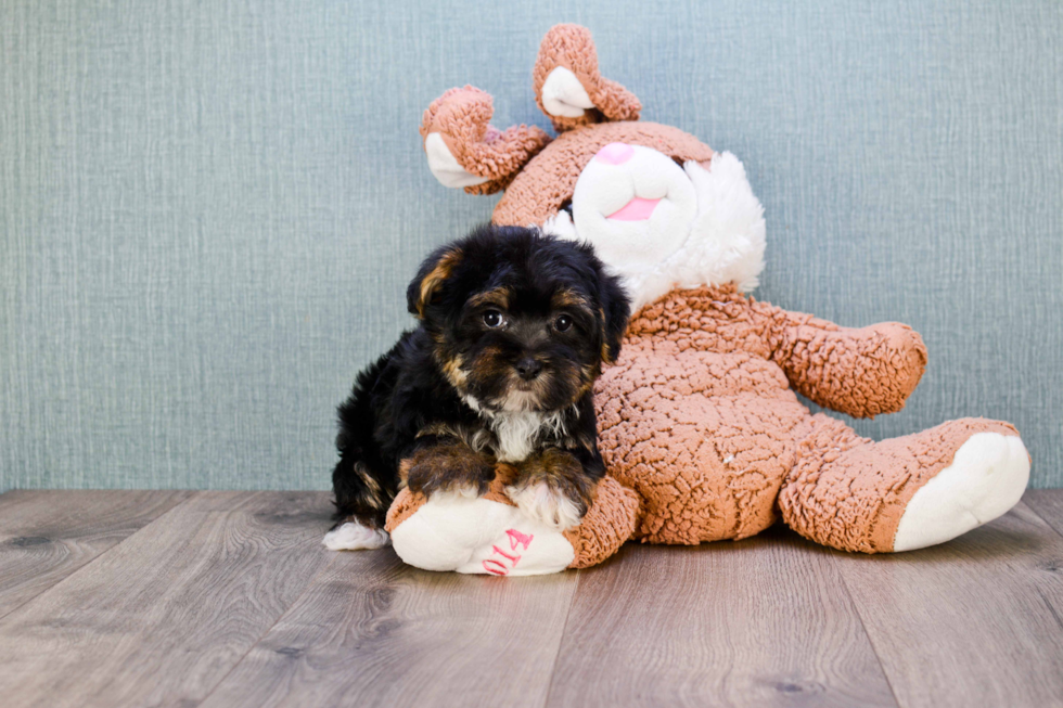 Small Havanese Purebred Pup