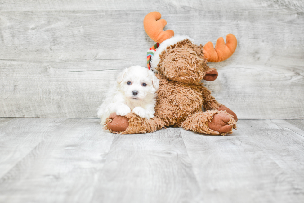 Best Havanese Baby