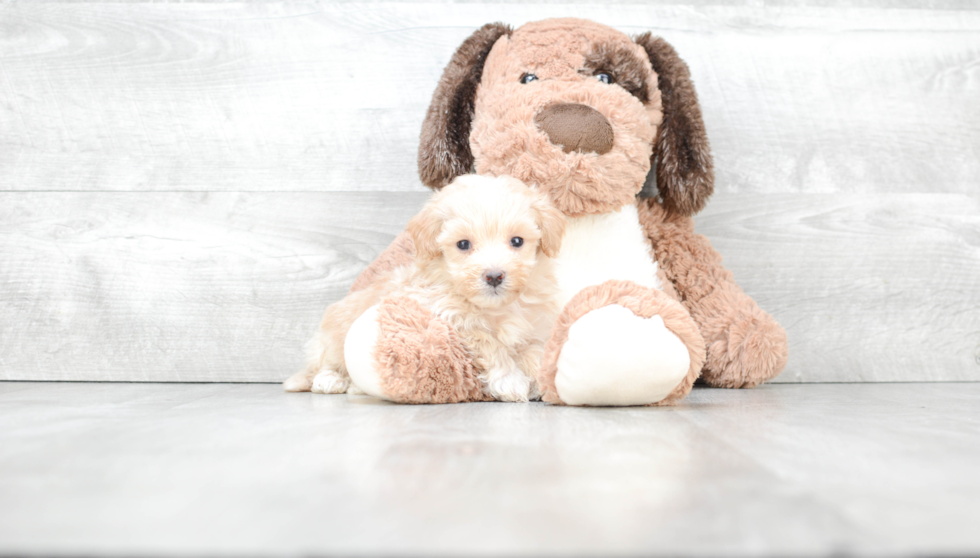 Adorable Maltese Poodle Poodle Mix Puppy