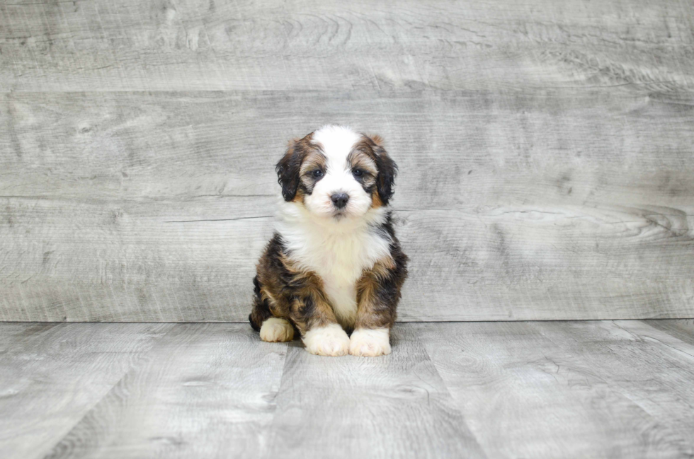 Mini Bernedoodle Pup Being Cute