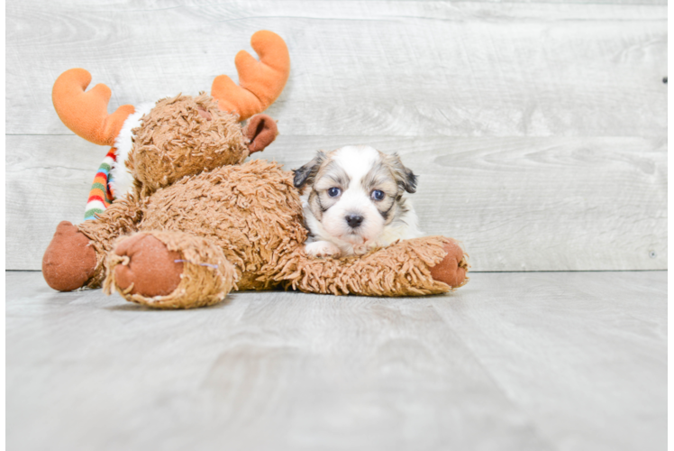 Friendly Teddy Bear Baby