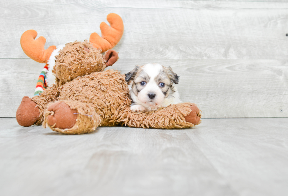 Friendly Teddy Bear Baby