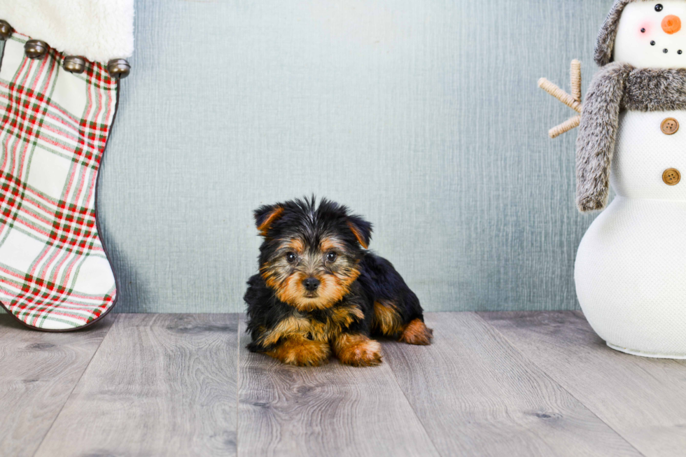 Meet Lisa - our Yorkshire Terrier Puppy Photo 