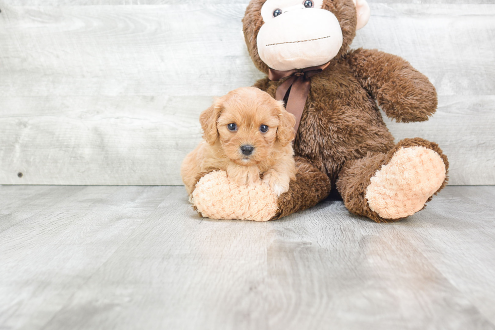 Small Cavachon Baby