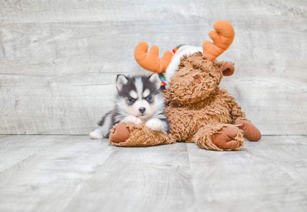 Friendly Pomsky Baby