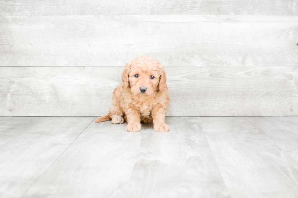 Fluffy Mini Goldendoodle Poodle Mix Pup