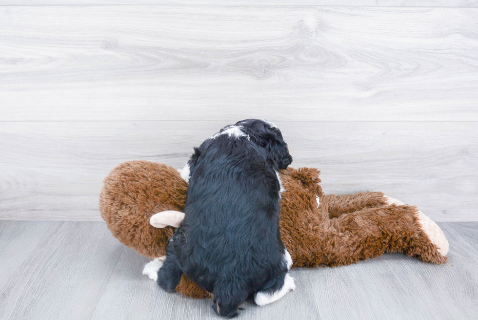 Little Cavalier King Charles Spaniel Baby