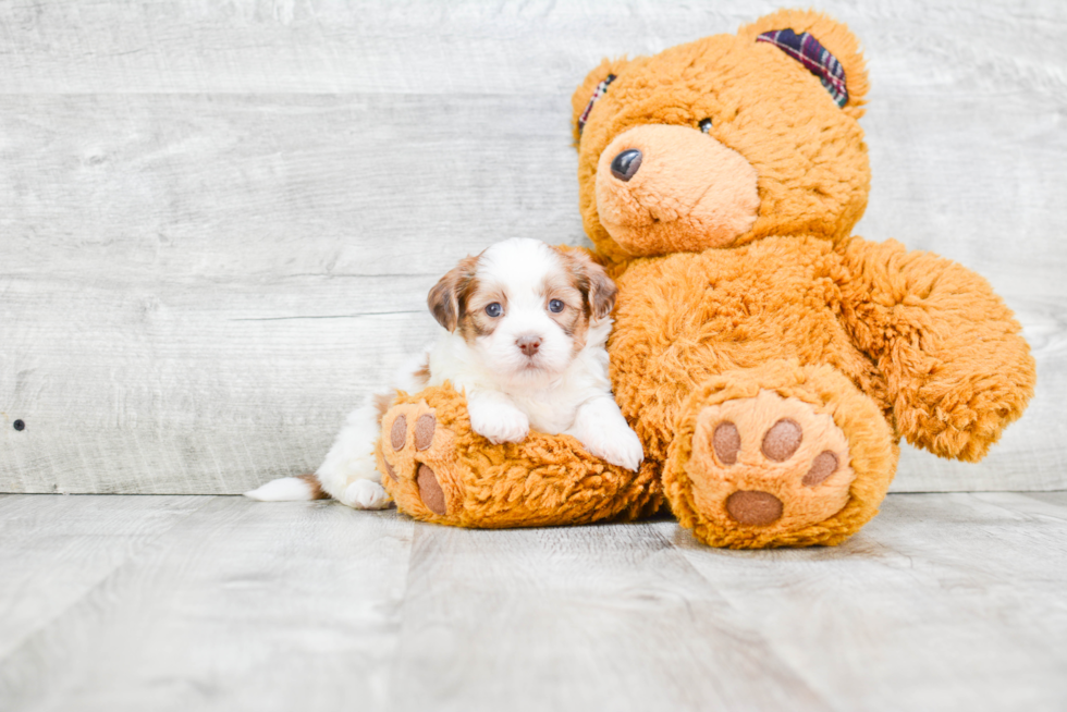 Smart Teddy Bear Designer Pup