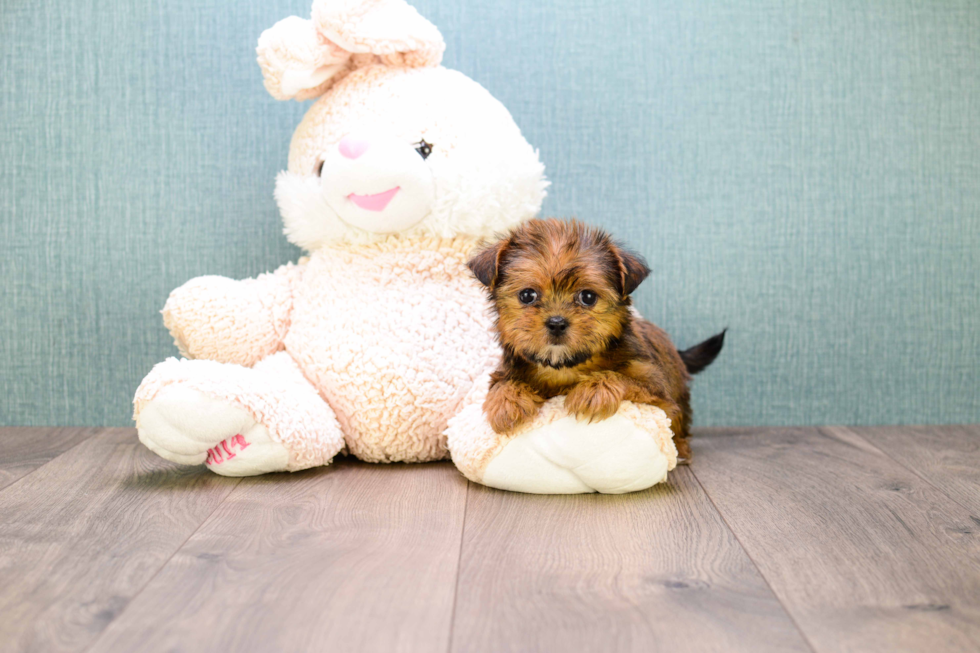 Meet Carebear - our Shorkie Puppy Photo 