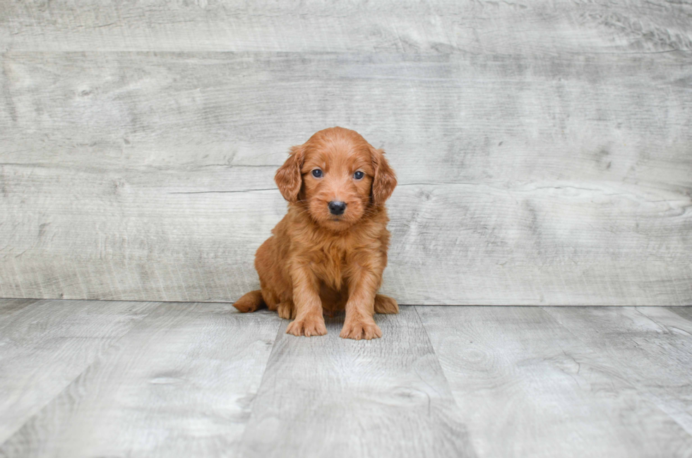 Mini Goldendoodle Pup Being Cute