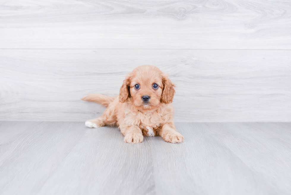 Cavapoo Pup Being Cute