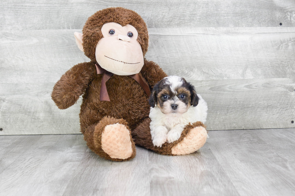 Teddy Bear Pup Being Cute