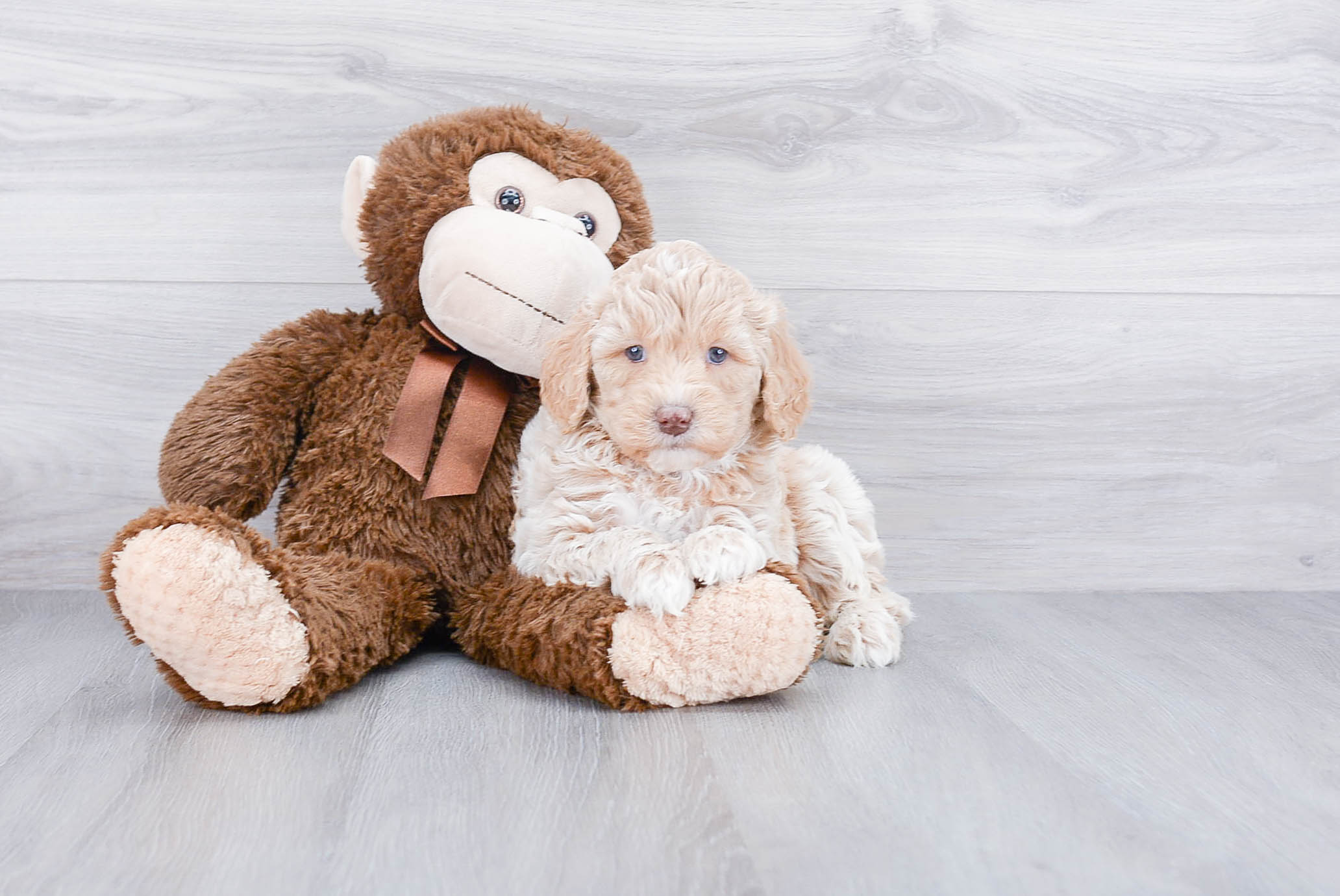 Happy Mini Goldendoodle Baby