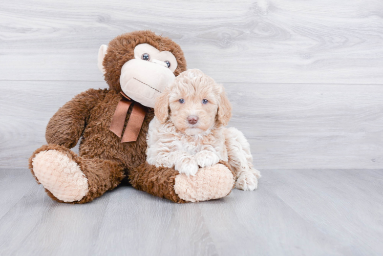 Happy Mini Goldendoodle Baby