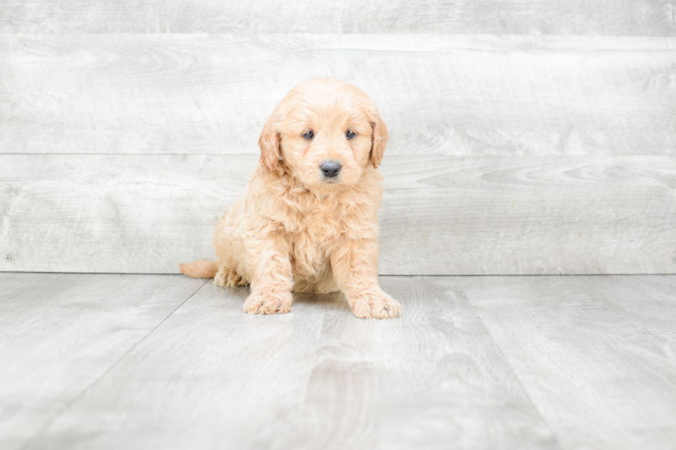 Friendly Mini Goldendoodle Baby