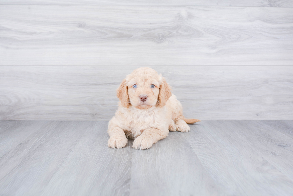 Funny Mini Goldendoodle Poodle Mix Pup