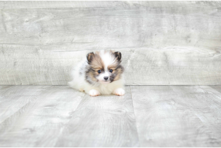 Pomeranian Pup Being Cute