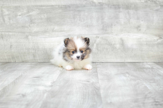 Pomeranian Pup Being Cute