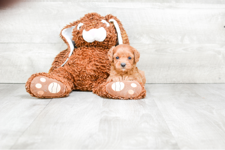 Petite Cavapoo Poodle Mix Pup