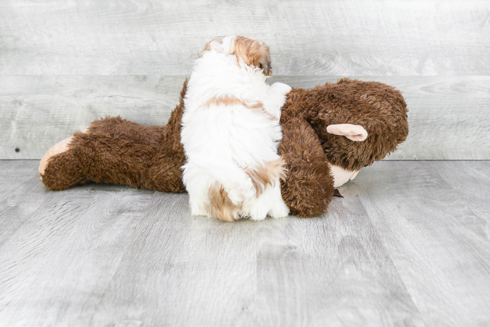 Teddy Bear Pup Being Cute