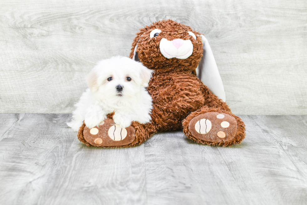 Maltese Pup Being Cute