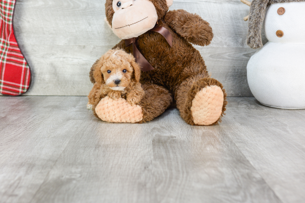 Playful Poodle Baby