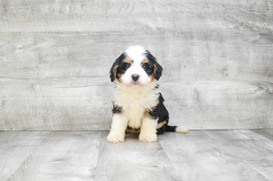 Best Mini Bernedoodle Baby