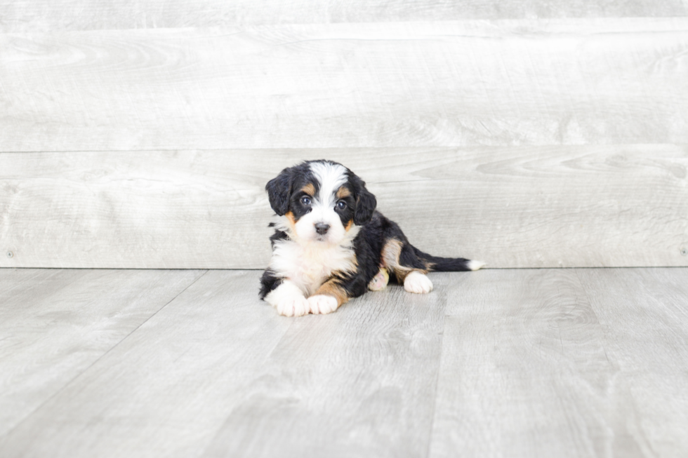 Small Mini Bernedoodle Baby