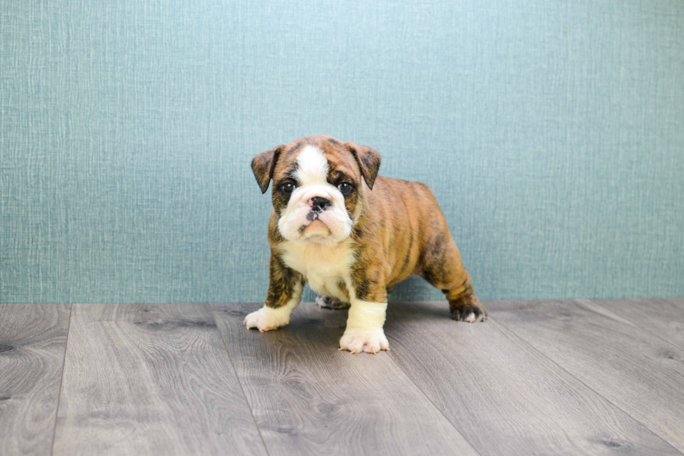 English Bulldog Puppy for Adoption