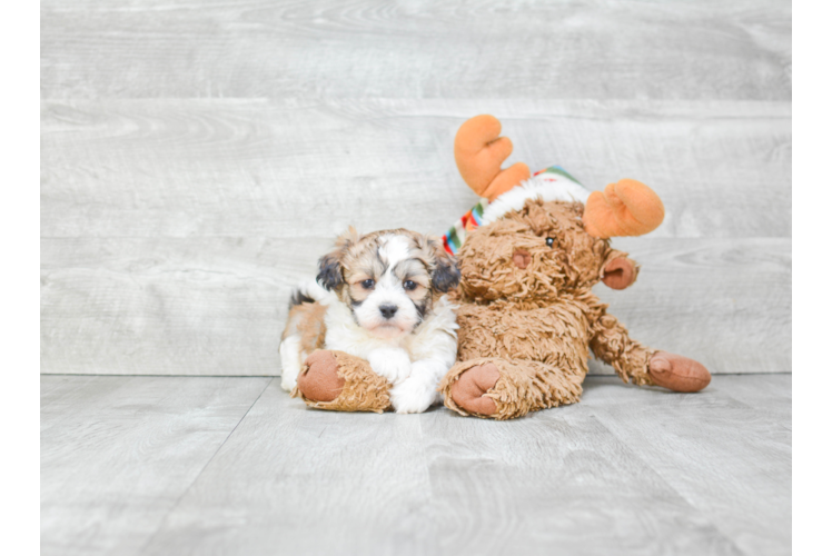 Energetic Shichon Designer Puppy