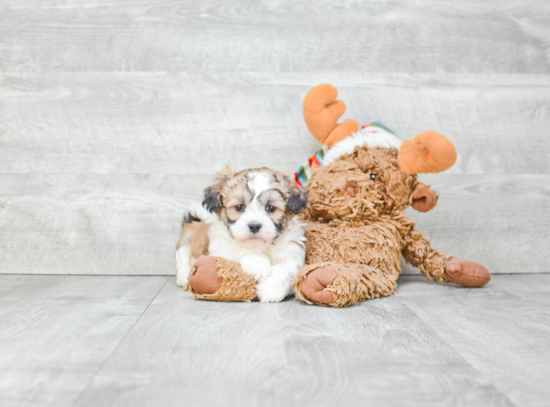 Energetic Shichon Designer Puppy