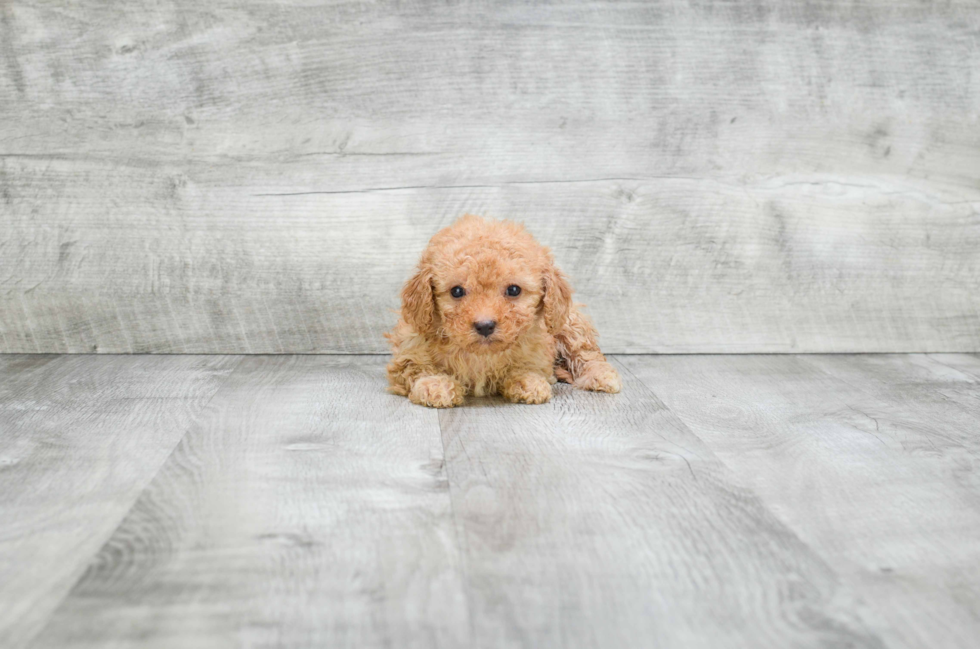 Cavapoo Pup Being Cute