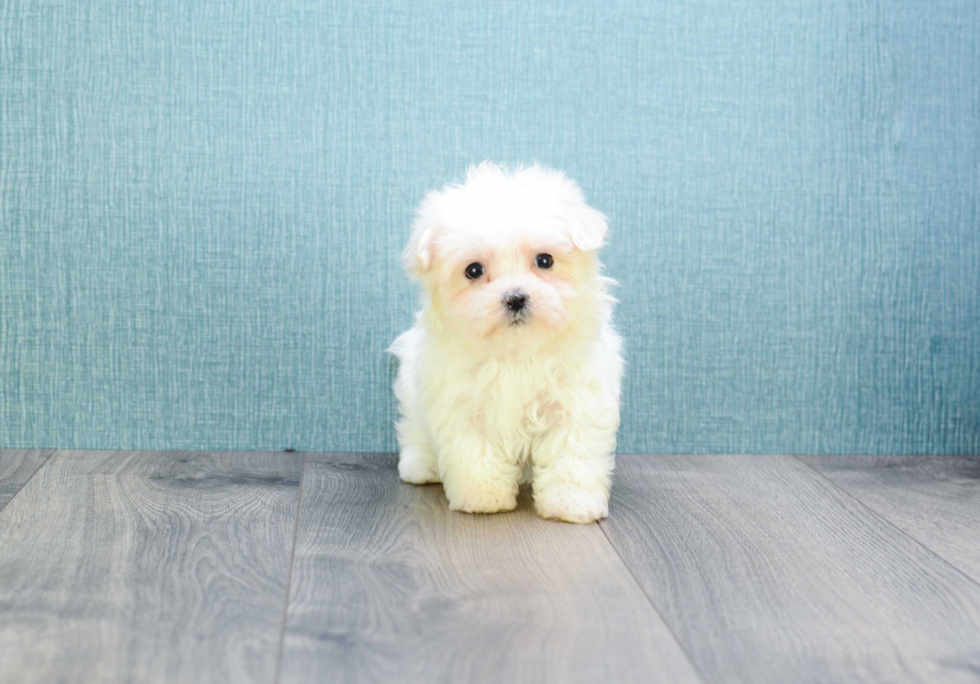 Playful Maltese Baby