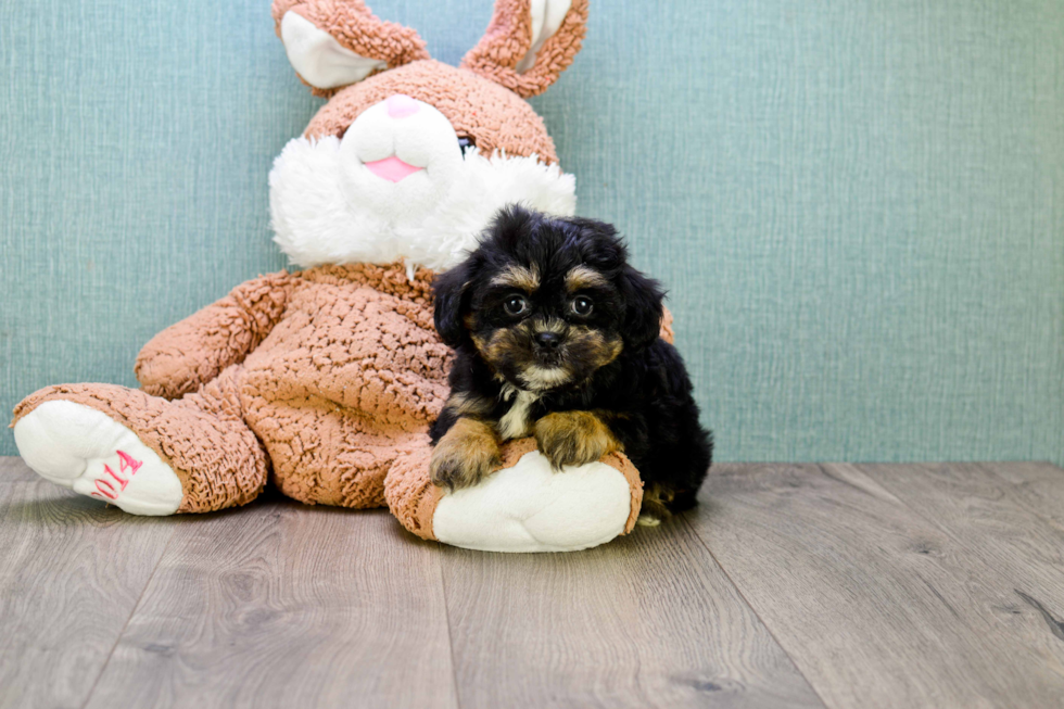 Hypoallergenic Shichon Designer Puppy