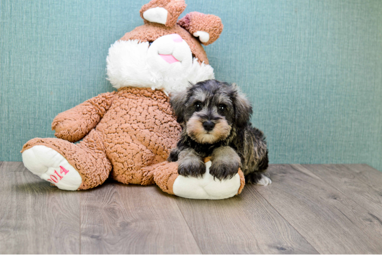 Mini Schnauzer Puppy for Adoption