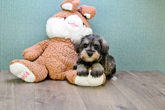 Mini Schnauzer Puppy for Adoption