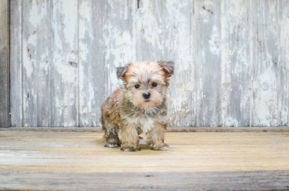 Morkie Puppy for Adoption