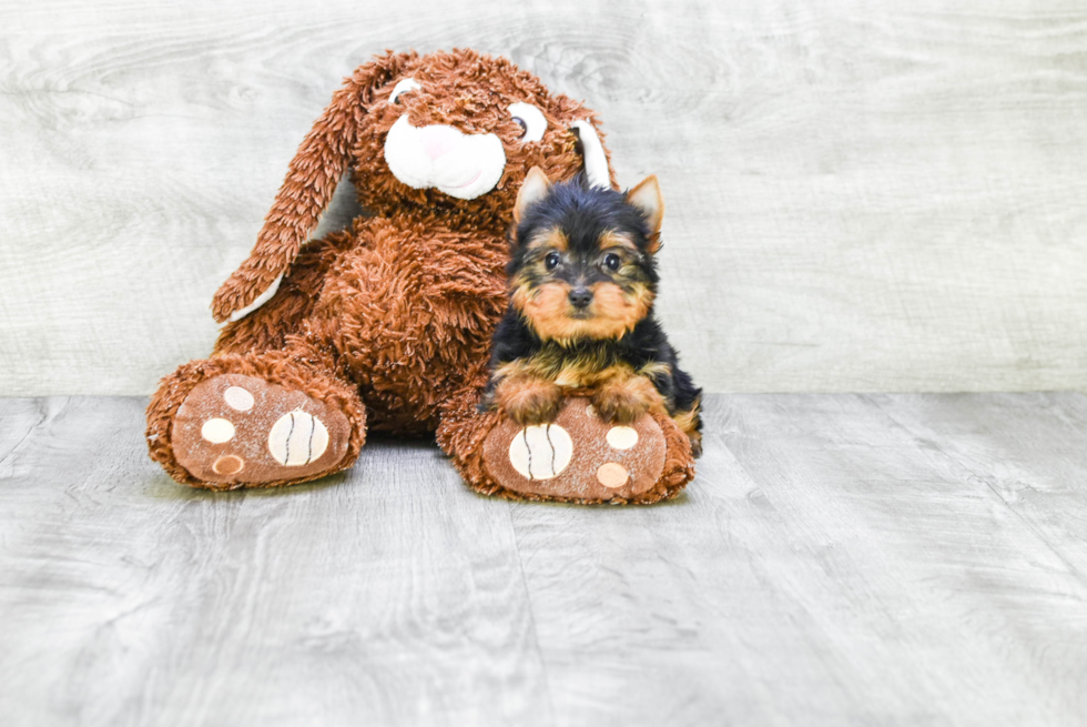 Meet Giselle - our Yorkshire Terrier Puppy Photo 