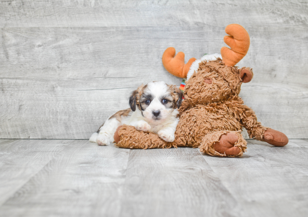 Teddy Bear Pup Being Cute