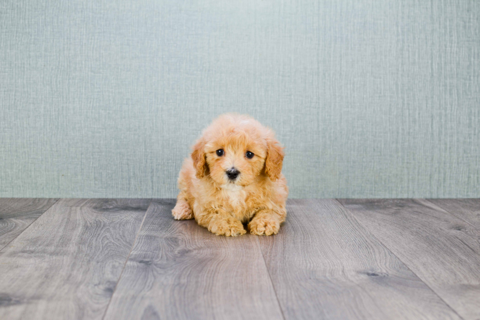 Cavachon Pup Being Cute