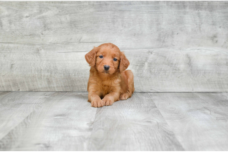 Playful Golden Retriever Poodle Mix Puppy