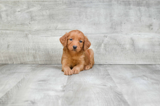 Playful Golden Retriever Poodle Mix Puppy