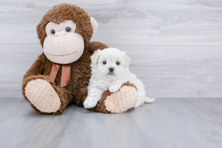 Maltipoo Puppy for Adoption