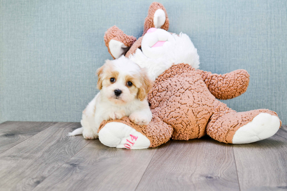 Best Cavachon Baby