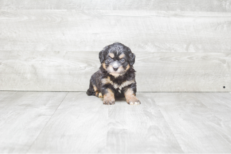 Sweet Mini Bernedoodle Baby