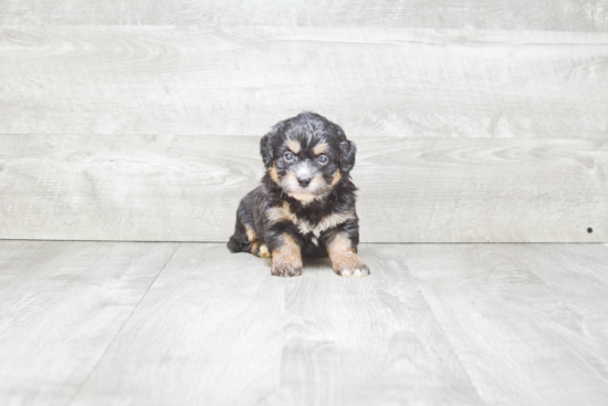 Sweet Mini Bernedoodle Baby